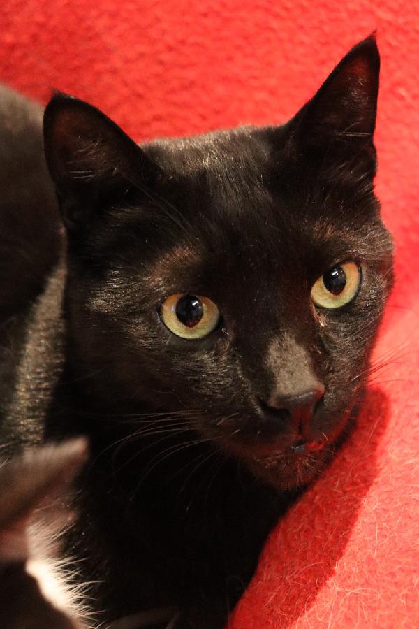 Geii (Panterone) dolcissimo coccolone Foto 7